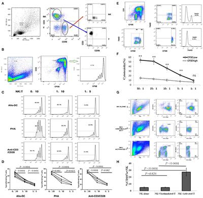 Cytotoxicity of Donor Natural Killer Cells to Allo-Reactive T Cells Are Related With Acute Graft-vs.-Host-Disease Following Allogeneic Stem Cell Transplantation